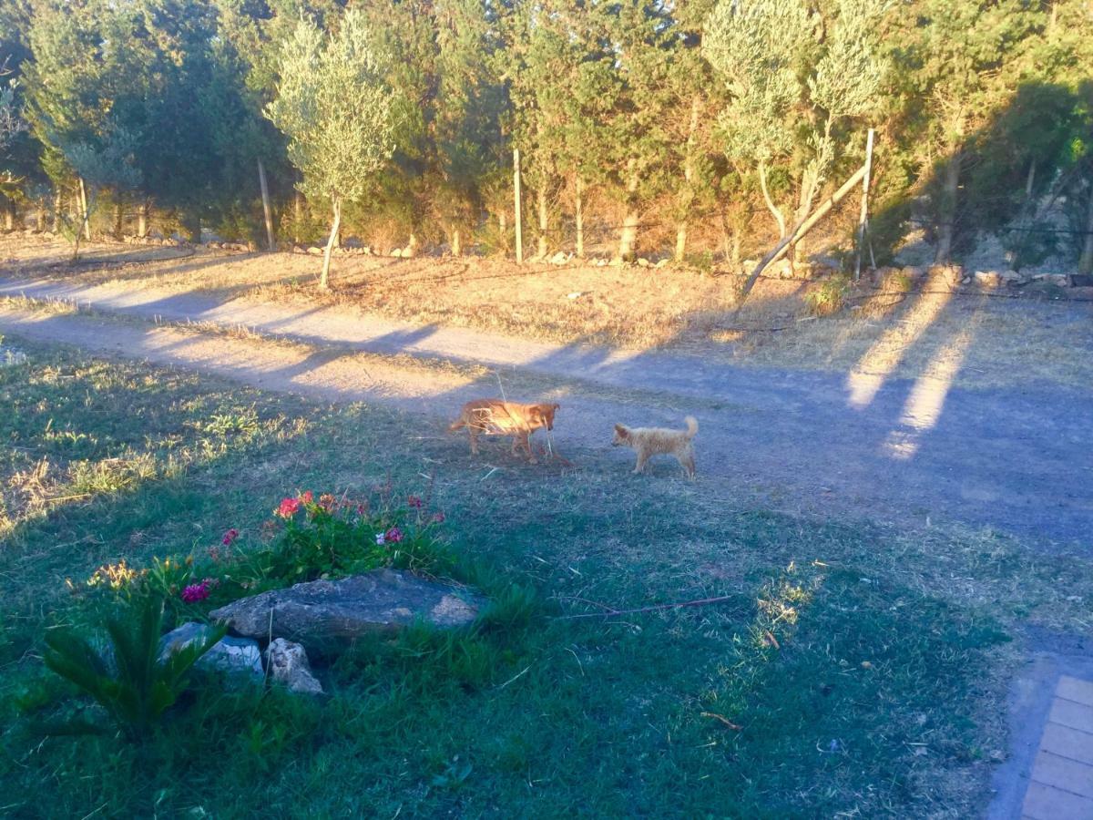 Agriturismo Sogno Latino Iglesias Zewnętrze zdjęcie